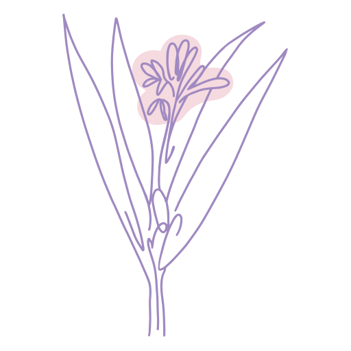 Ilustraci&oacute;n de la hoja de Alpinia Galanga